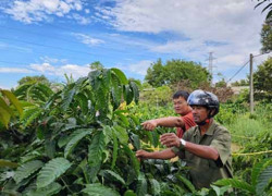 Phát triển sản xuất xanh từ việc nuôi kiến vàng làm thiên địch