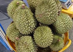 Sầu riêng đông lạnh xuất khẩu sang Thái Lan nhiều nhất