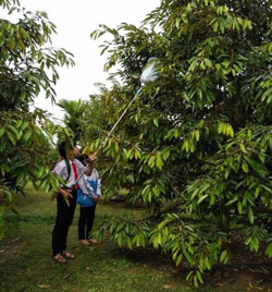 Thiết bị hỗ trợ thụ phấn hoa sầu riêng của học sinh lớp 8