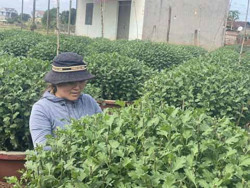 Nông dân xã Ea Wy tất bật vụ hoa Tết