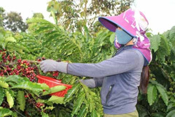 Khai thác thế mạnh nông sản Việt