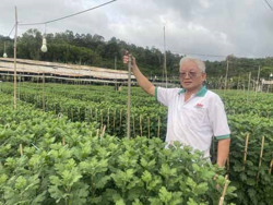 Cải tiến kỹ thuật trồng hoa cúc đại đóa