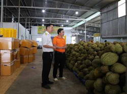 Thu 2,5 tỷ đồng từ hoạt động mua bán mặt hàng sầu riêng