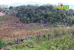 Phá rừng ở Đắk Nông vẫn âm ỉ