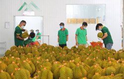Sầu riêng Đắk Lắk vươn ra biển lớn
