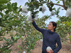 Trồng ổi - hướng phát triển kinh tế mới ở M’Drắk