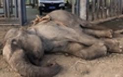 1 con voi chết nghi do đánh nhau