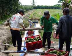 Trái cây mong manh được - mất