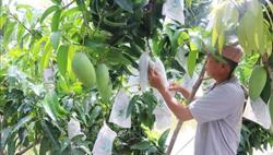 Đẩy nhanh cấp mã số vùng trồng, đóng gói