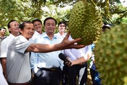 Thời điểm thích hợp thành lập Hiệp hội sầu riêng Đăk Lăk