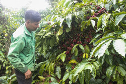 Sản xuất nông nghiệp gắn với bảo vệ môi trường