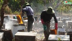 Mùa "chăn" ong ở Ðắk Nông