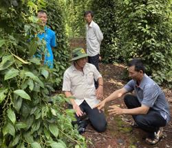 Ðắk Nông hỗ trợ phí bảo hiểm nông nghiệp đối với cà phê và hồ tiêu