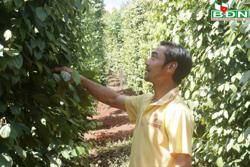 Nông dân Ðắk Song ứng phó với hồ tiêu mất mùa, rớt giá