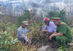Đắk Lắk: Nông dân hoang mang vì cây trồng bị phá hoại