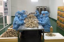 Tổ yến chờ ngày đi chính ngạch, thị trường 10 tỷ USD