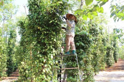 Nâng cao giá trị nông sản: Câu chuyện ổn định vùng trồng, tuân thủ quy hoạch