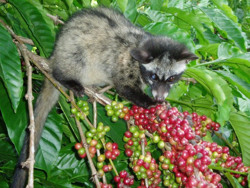 Lên Ban Mê thưởng thức cà phê mùa lễ hội