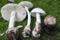 Đã có trường hợp tử vong do nấm độc, Bộ Y tế nhắc tăng cường phòng chống