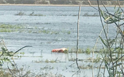 Huyện Cư M’gar: Đi đánh cá, một người đàn ông đuối nước thương tâm