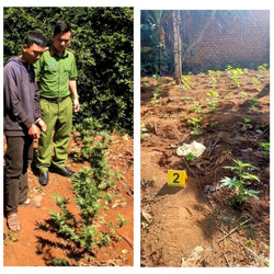 Thị xã Buôn Hồ: Phát hiện một hộ dân ở xã Cư Bao trồng trái phép 236 cây cần sa