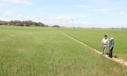 Toàn tỉnh gieo trồng được gần 62.000 ha cây trồng vụ đông xuân 2022-2023