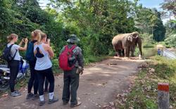 Voi nhà đang dần được cởi trói
