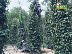 Hồ tiêu mất mùa, rớt giá