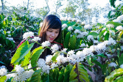 Say thơm mùa hoa cà phê