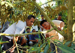 "Sân chơi" nghề trồng sầu riêng của nông dân Ea Tu