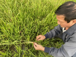 Phòng ngộ độc hữu cơ cho lúa