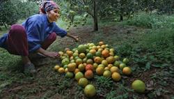 Nhìn từ trái cam