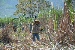 Thời tiết bất lợi, nông dân trồng mía gặp khó