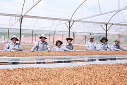 Ðắk Nông phát triển cà phê bền vững