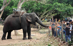 Lễ hội Cà phê Buôn Ma Thuột lần thứ 8 năm 2023: Nhiều điểm mới trong tổ chức Hội voi Buôn Đôn