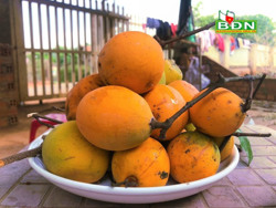 Thơm ngọt quả gùi trên Cao nguyên M’nông