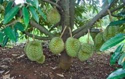 Ồ ạt trồng sầu riêng gây hậu quả khó lường