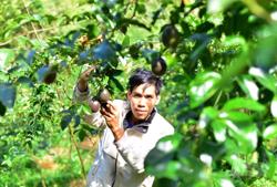 Trồng chanh dây xen cà phê, lợi đủ đường