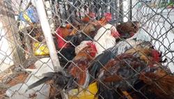 Ngăn chặn gia cầm nhập lậu từ biên giới