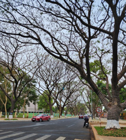 Tuyến đường thơ mộng ở Buôn Ma Thuột sẽ trở thành phố cà phê miễn phí