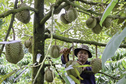 Thận trọng trong “cơn sốt” sầu riêng