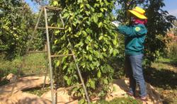 Người trồng tiêu điêu đứng