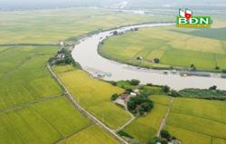 Người đưa giống lúa ngon nhất thế giới về trồng dưới chân núi lửa