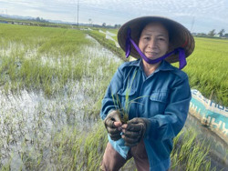 Cẩn trọng với bọ trĩ gây hại trên lúa