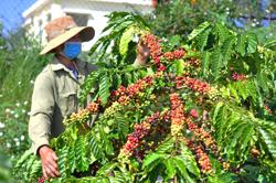 Giá cà phê phục hồi trong thời gian tới?