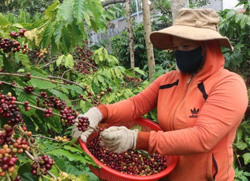 7 tác phẩm đạt giải Cuộc thi video clip giới thiệu về Cà phê Buôn Ma Thuột