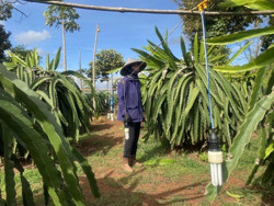 Nâng cao giá trị sản xuất cho thanh long với kỹ thuật rải vụ