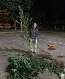 Bắt quả tang đối tượng trồng trái phép cây cần sa để sử dụng