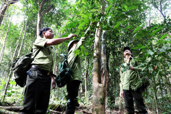 Quần thể chè cổ thụ trên đỉnh Nam Ka