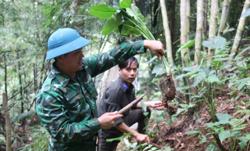 'Vàng ròng' còn bỏ ngỏ ở rừng Đắk Nông